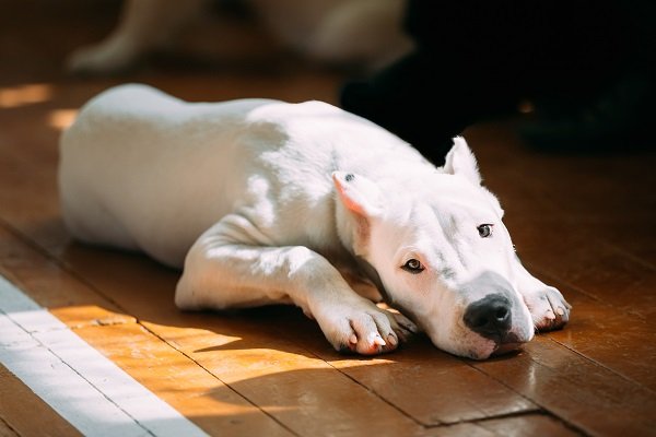 Dogo Argentino: Descendants of Cordoba Fighting Dog