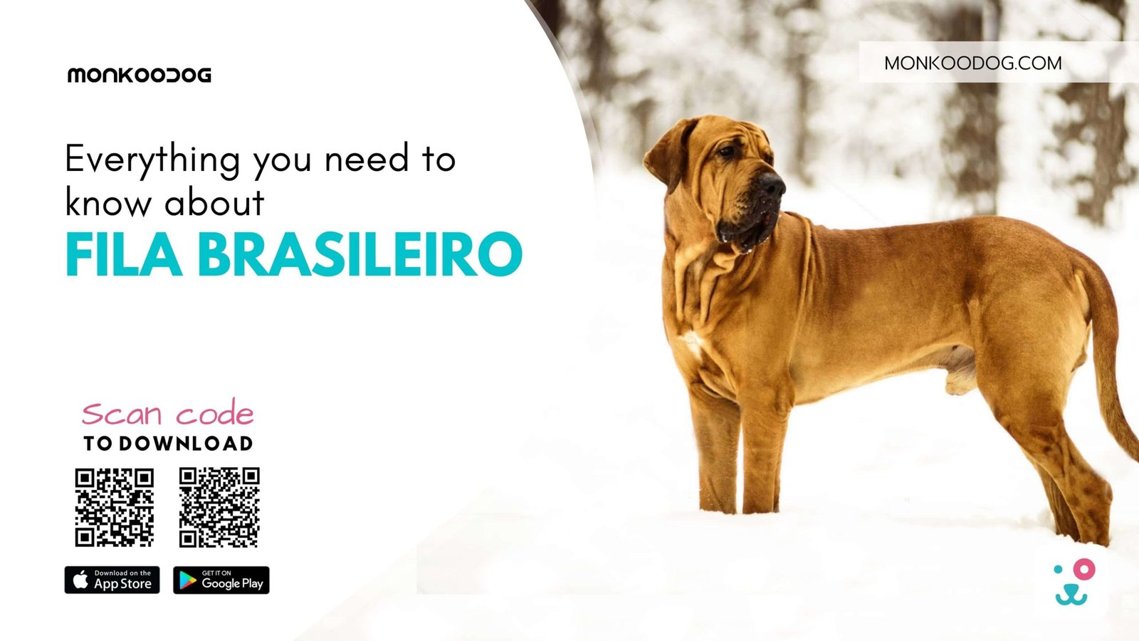 Fila Brasileiro : Choose best dog breeds for you (Paperback)