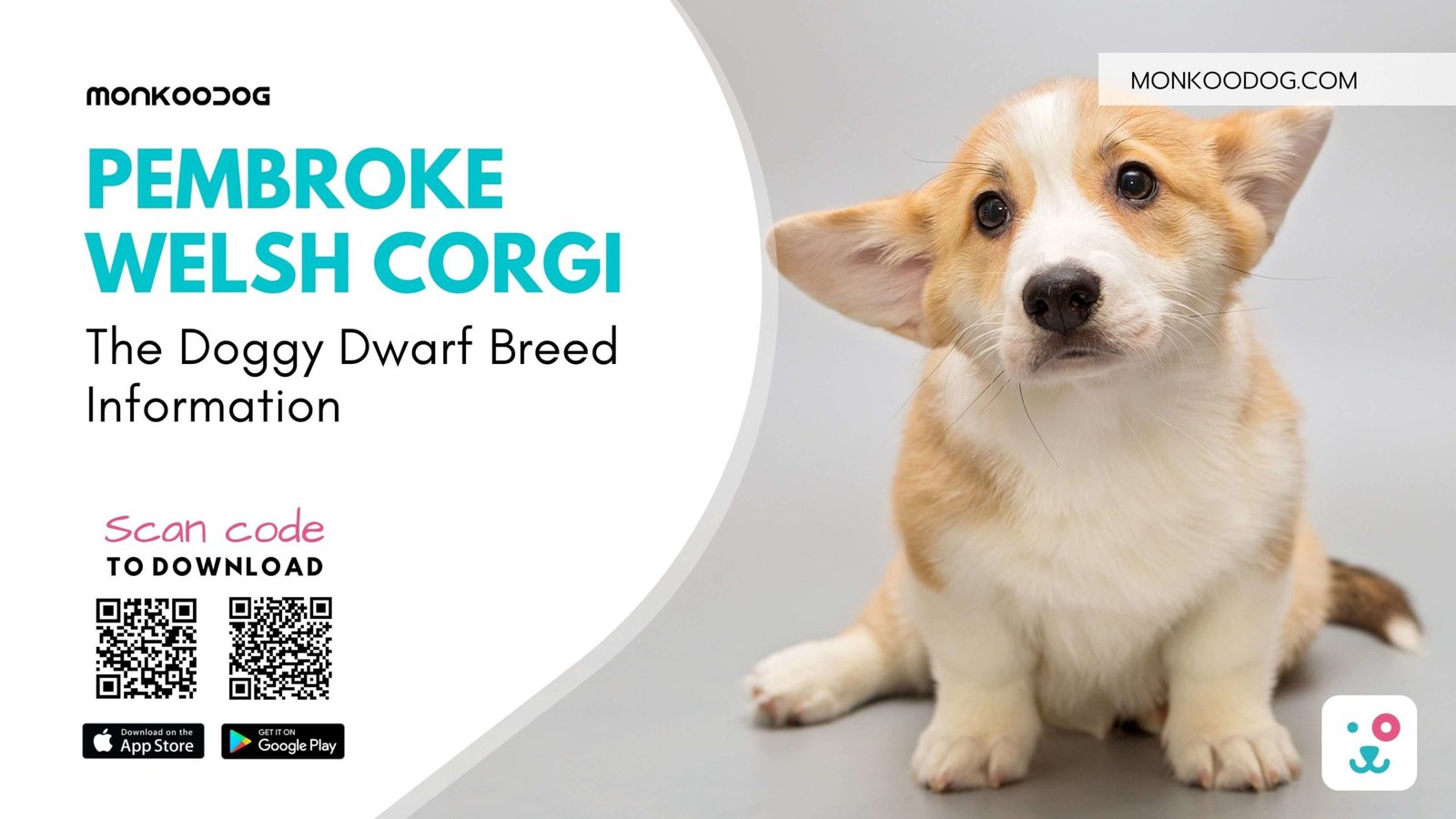 Welsh Corgi (Pembroke) Dog Breed Information
