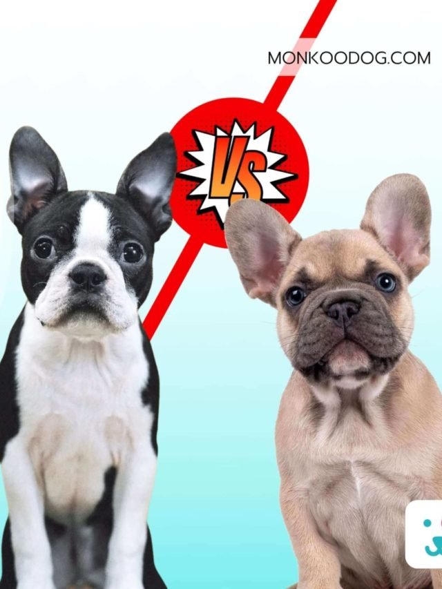 French bulldog compared hot sale to boston terrier