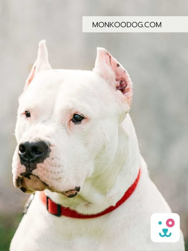 Dogo Argentino: The Descendants Of Cordoba Fighting Dog Breed - Monkoodog