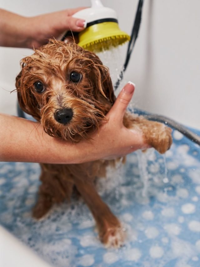 Grooming Pets At Home The Dos And Don’ts Of Grooming Pets Monkoodog