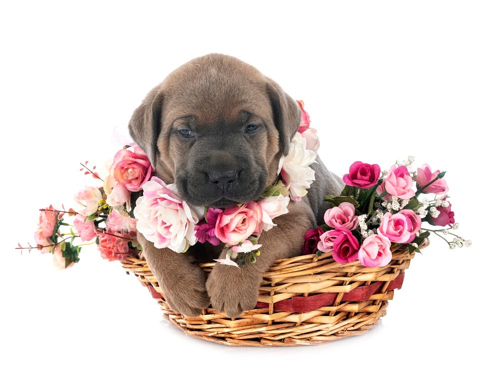 Pin by Kennedy LTD on It's a Doggy Dog World  Cane corso dog, Corso dog,  Cane corso puppies