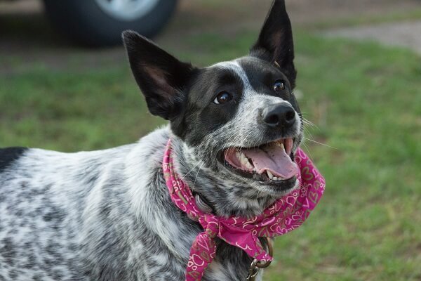 Australian Cattle Dog Smatest Dog Breeds