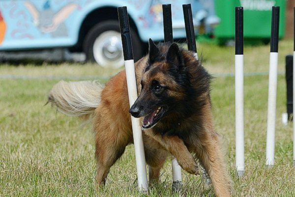 Belgian Tervuren