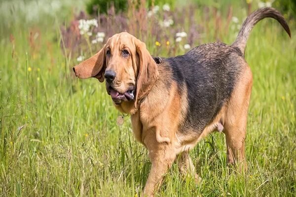 Bloodhound Smartest Dog Breeds