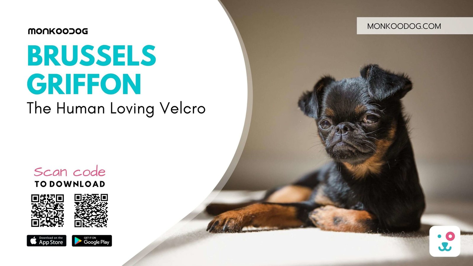 does the brussels griffon have infectious disease