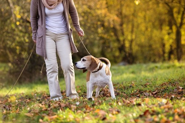 Conclusion of Dog Walking