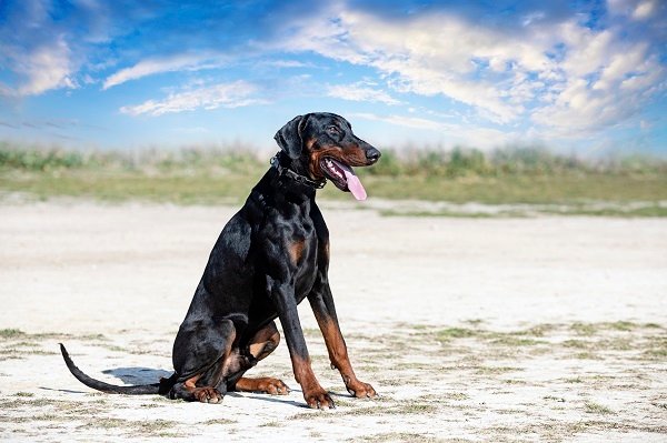 What do Dobermans look like?