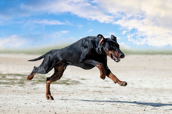 Doberman Pinscher Size