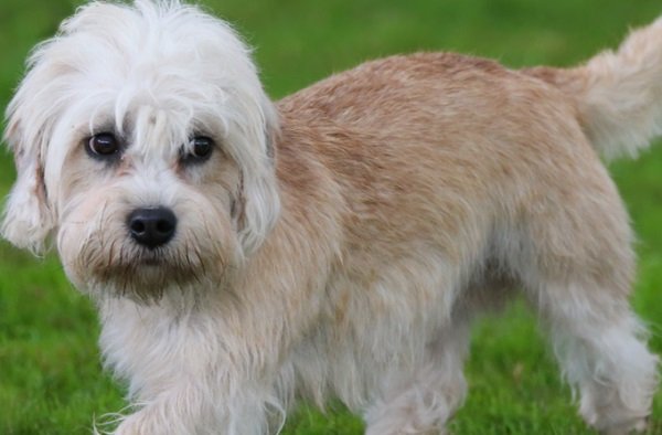 Dandie Dinmont Terrier - History, Size, Health And More | Monkoodog