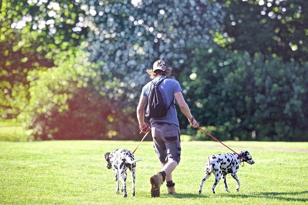 Dog Walking Guide: How to Walk Your Dog | Monkoodog