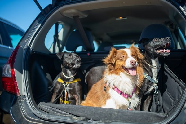 Identification Driving Of Dogs