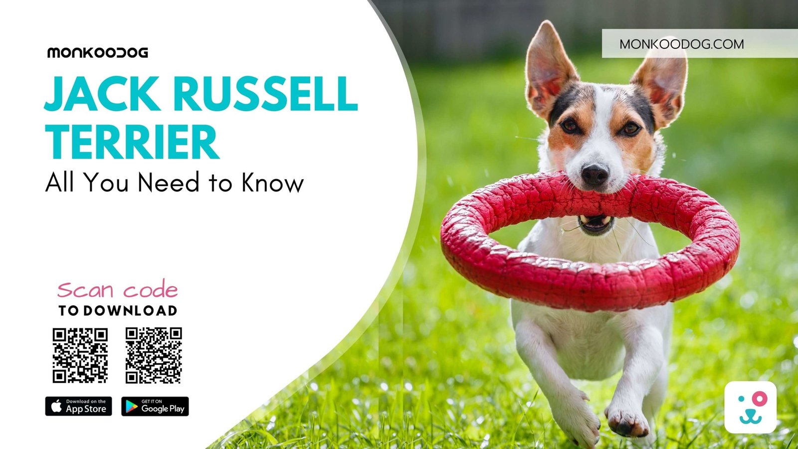 Jack Russell Terrier All You Need to Know