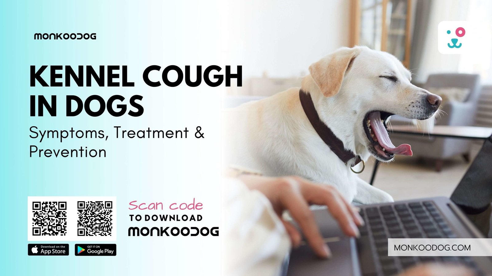 Kennel Cough in Dogs – Symptoms, Treatment & Prevention | Monkoodog