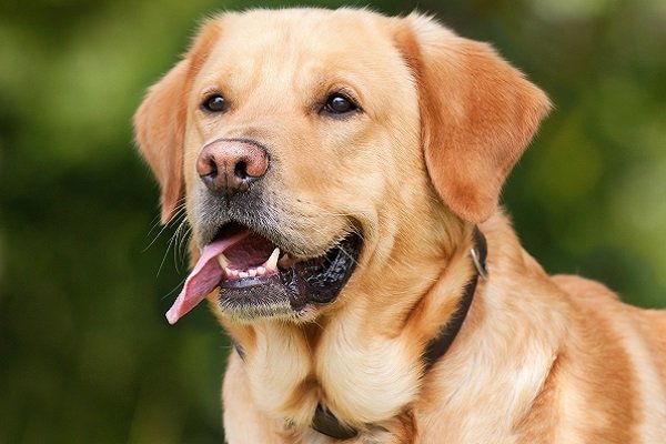 Labrador Retriever Smartest Dog Breeds