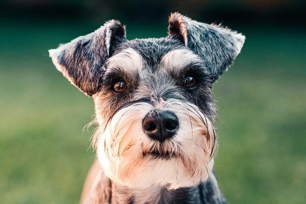 Miniature Schnauzer Smartest Dog Breeds