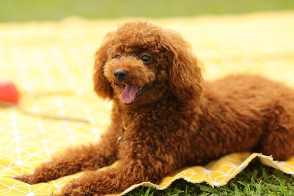 Poodle | Popular Dog Breeds