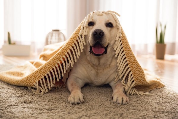 Provide Your Dog with A Safe Den