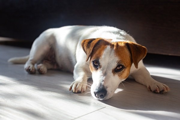 Russell Terrier Health