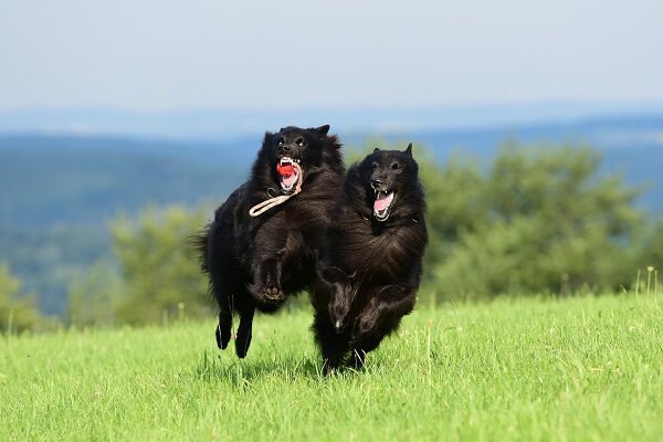 Schipperke Smartest Dog Breeds