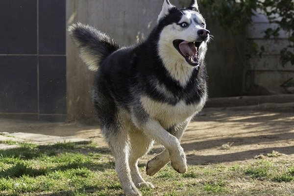Siberian Husky | Popular Dog Breeds