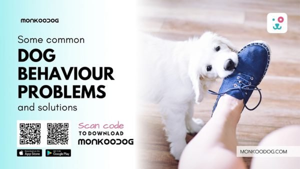 Top 7 Common Dog Behaviour Problems 