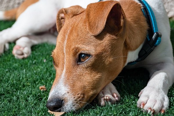 What Causes Anxiety in Dogs?