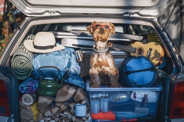 What Should I Pack Along? | Driving With Dogs