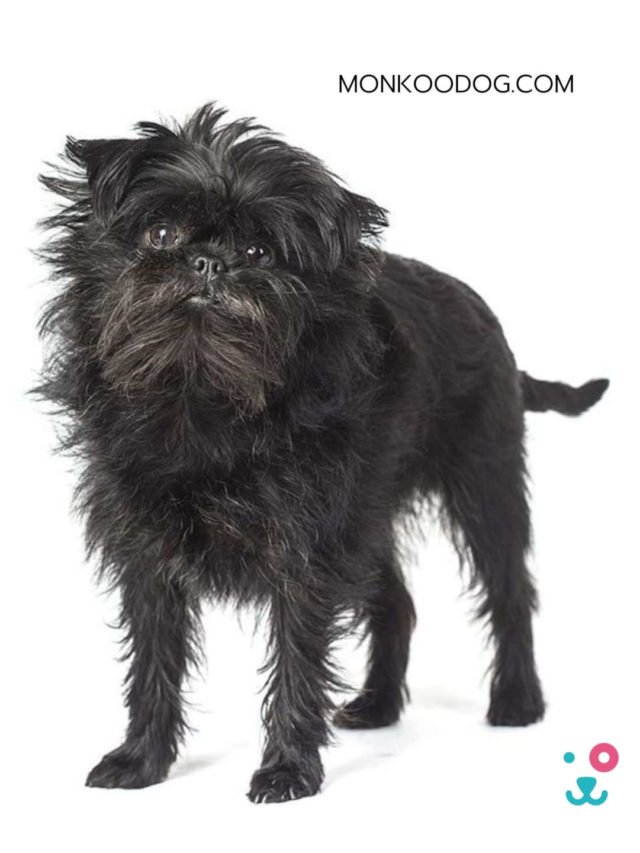 Affenpinscher: All About The Monkey Terrier Dog