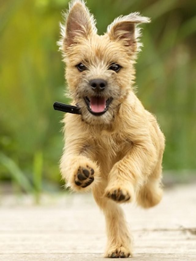 Cairn Terrier Dog Breed: The Clever Highlander