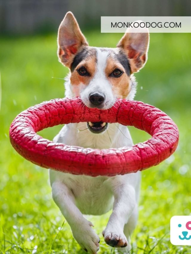 Jack Russell Terrier: All You Need To Know