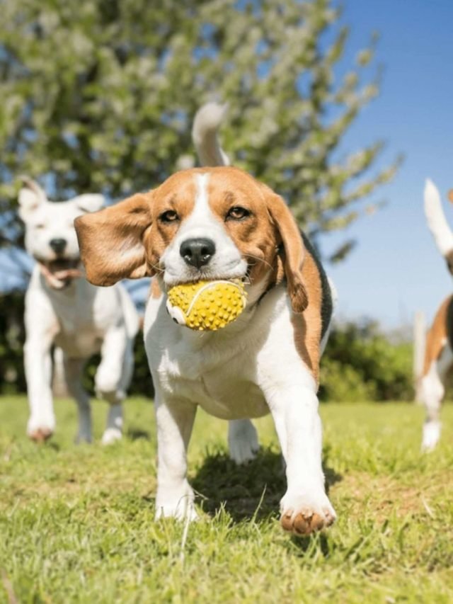 Best Dog Parks All Around The World