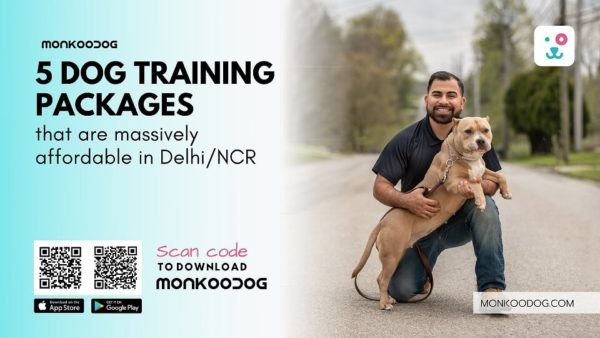 5 Affordable Dog Training Packages In Delhi NCR - Monkoodog