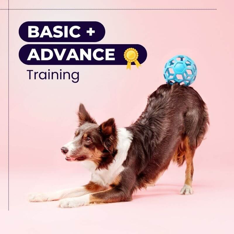 Basic + Advanced Obedience Training Starting At Rs699 Per Session
