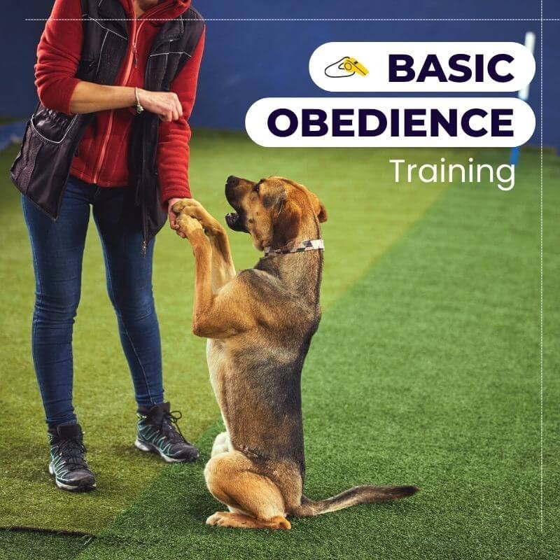 Basic Obedience Training Starting At Rs749 Per Session