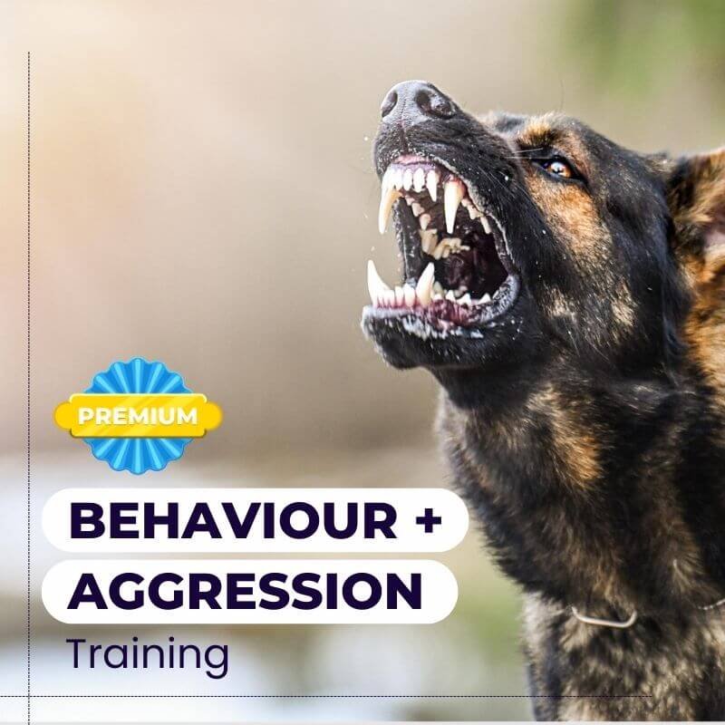 Behavior and Aggression Modification Training Starting At Rs1299 Per Session