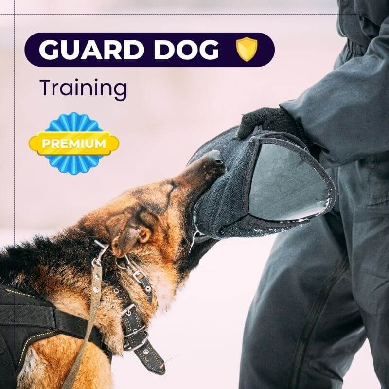 Guard Dog Training Packages Starting At Rs1299 Per Session