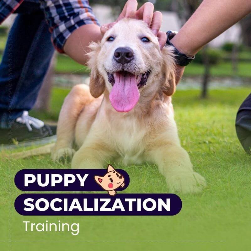 Puppy Socialization Training Packages Starting At Rs799 Per Session