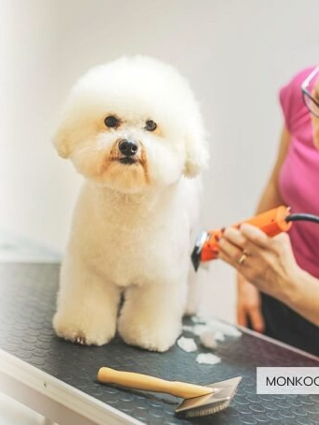 Top 10 Dog Groomers in Gurgaon With Best Prices