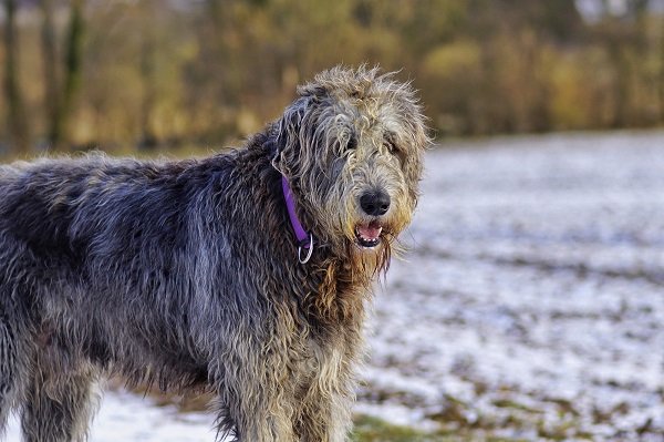 Largest Dog Breeds In The World Of 2022 - Monkoodog