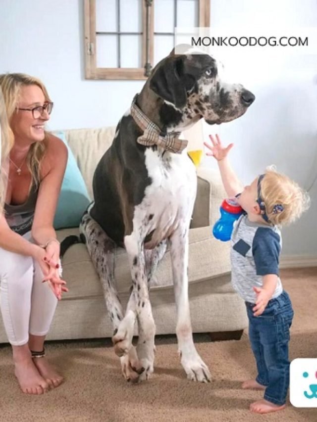 Largest Dog Breeds in the World of 2022, According to Weight And Height