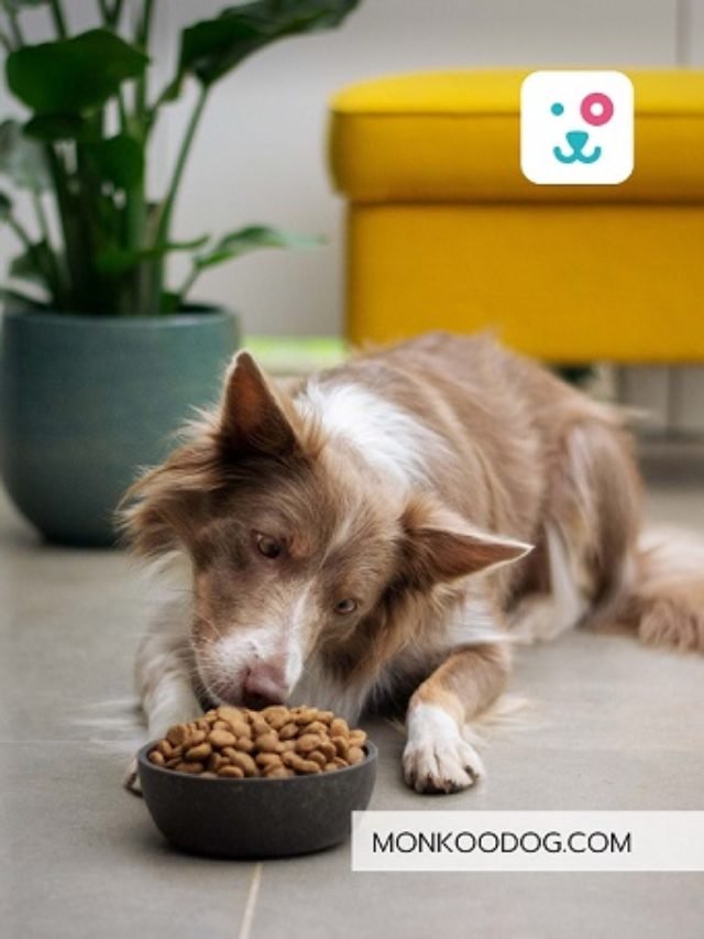 3-reasons-to-consider-switching-to-natural-pet-food-monkoodog