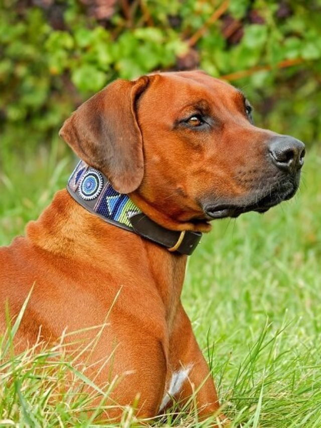 10 Best Dog Breeds for Outdoor Junkies in the World of 2022