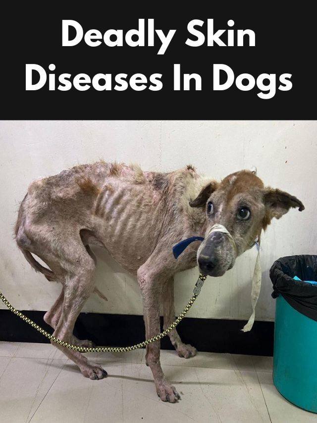 5 deadliest skin diseases in dogs