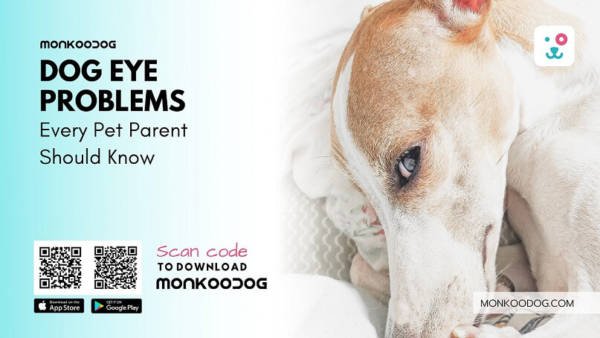 5 Dog Eye Problems Every Pet Parent Should Know 