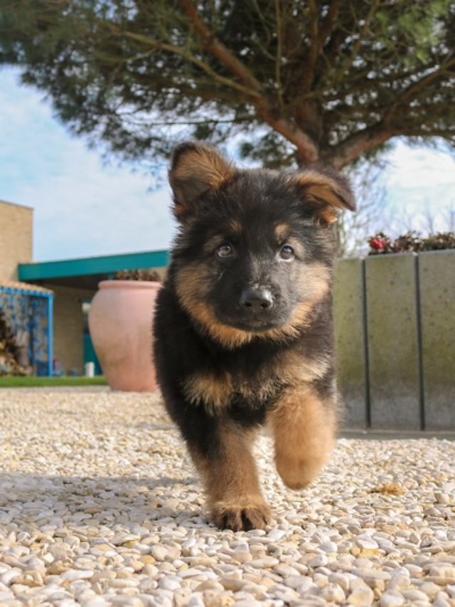 How to Raise an Obedient & Healthy German Shepherd Puppy Guide