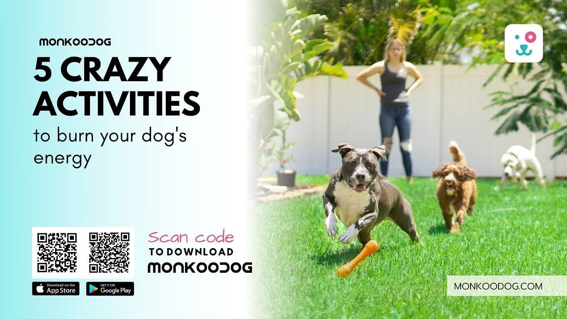 Crazy Dog - Apps on Google Play