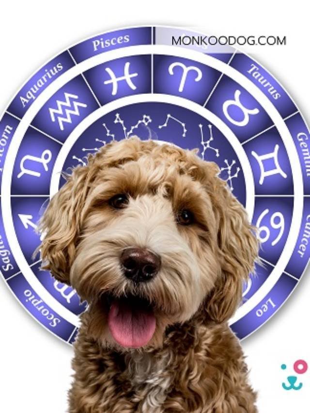 Dog Zodiac Signs: Know What Your Dog’s Star Sign Says About Their Personality