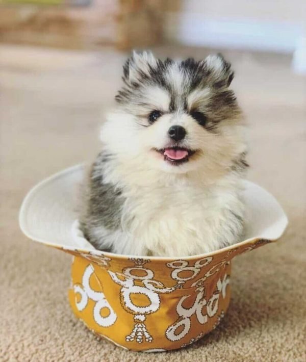 Popular Teacup Dog Breeds Every Dog Lover Should Know